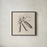 Burlap Vegetable BW Sketch Peas by Studio Mousseau. Shown in a sleek black glass frame for a contemporary gallery look. Available as an archival giclee rolled canvas, fine art paper, or poster print. SKU 39353a.