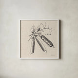 Burlap Vegetable BW Sketch Peas by Studio Mousseau. Shown in a crisp white glass frame for a clean and minimalist style. Available as an archival giclee rolled canvas, fine art paper, or poster print. SKU 39353a.