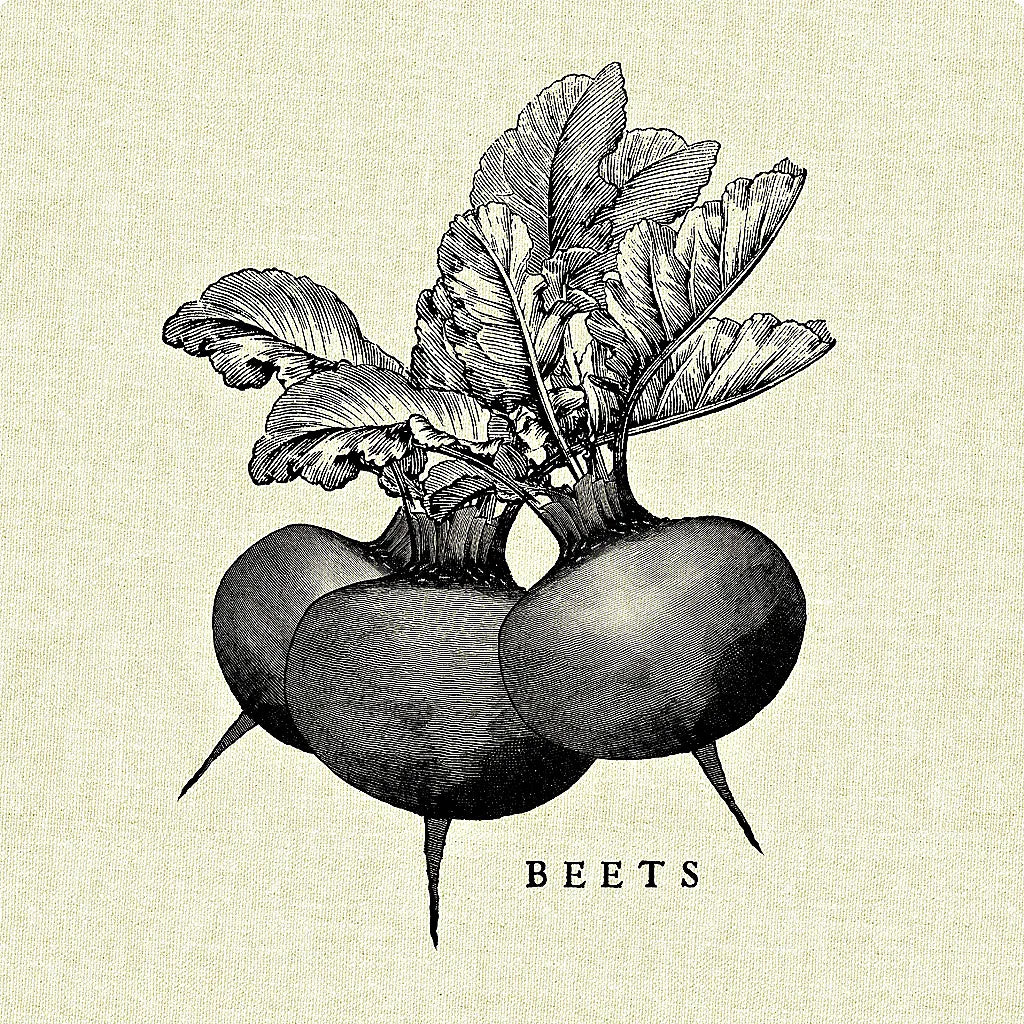 Linen Vegetable BW Sketch Beets by Studio Mousseau. SKU 30526a. Archival Giclee Fine art print for wall decor.
