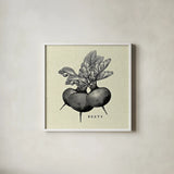 Linen Vegetable BW Sketch Beets by Studio Mousseau. Shown in a crisp white glass frame for a clean and minimalist style. Available as an archival giclee rolled canvas, fine art paper, or poster print. SKU 30526a.
