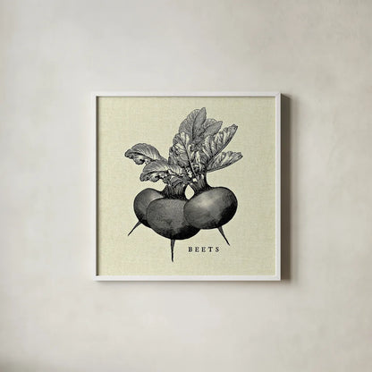 Linen Vegetable BW Sketch Beets by Studio Mousseau. Shown in a crisp white glass frame for a clean and minimalist style. Available as an archival giclee rolled canvas, fine art paper, or poster print. SKU 30526a.