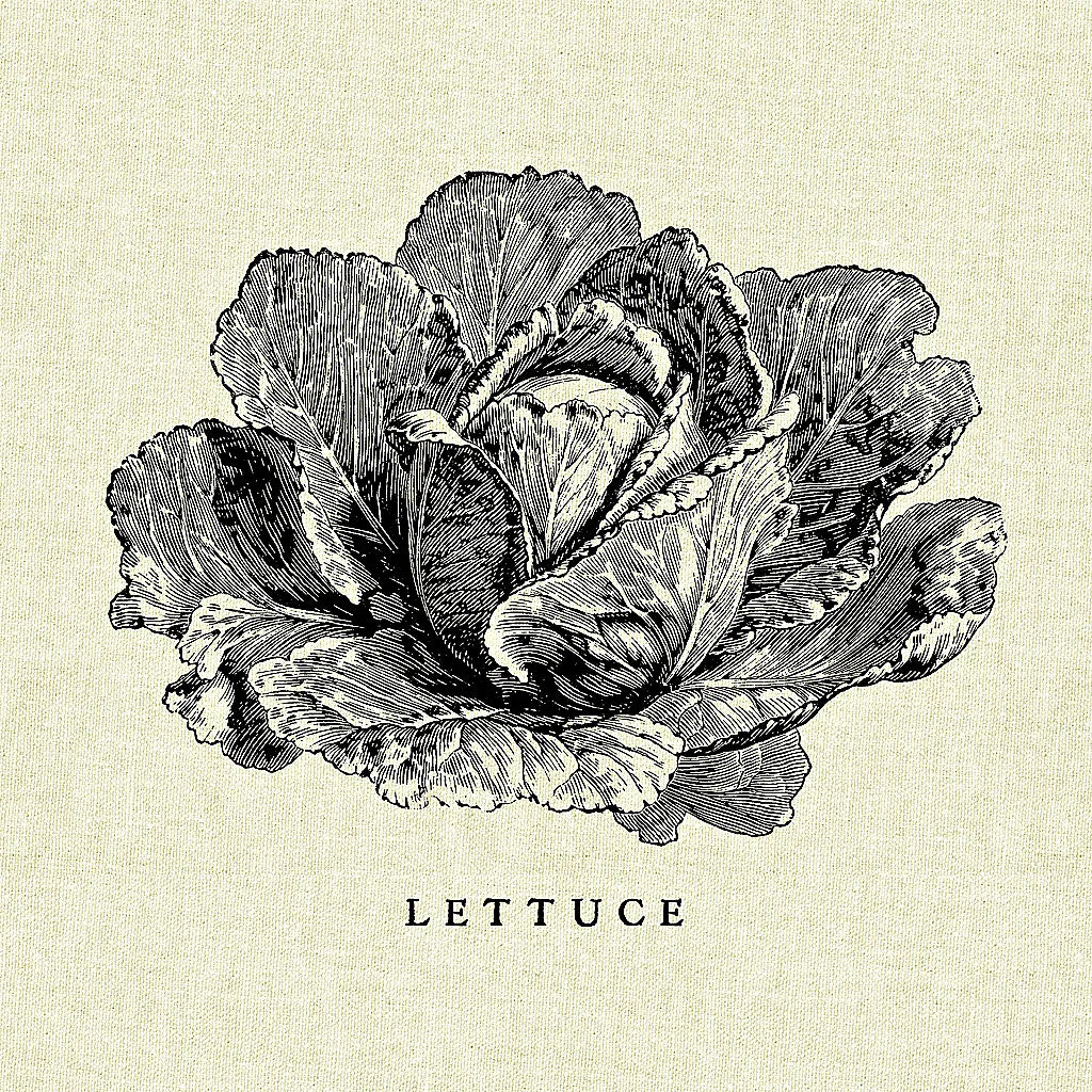 Linen Vegetable BW Sketch Lettuce by Studio Mousseau. SKU 30527a. Archival Giclee Fine art print for wall decor.
