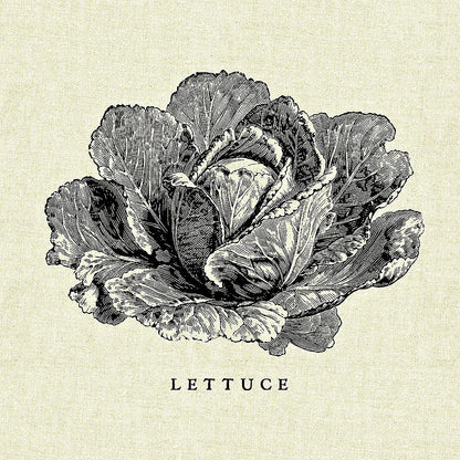 Linen Vegetable BW Sketch Lettuce by Studio Mousseau. SKU 30527a. Archival Giclee Fine art print for wall decor.
