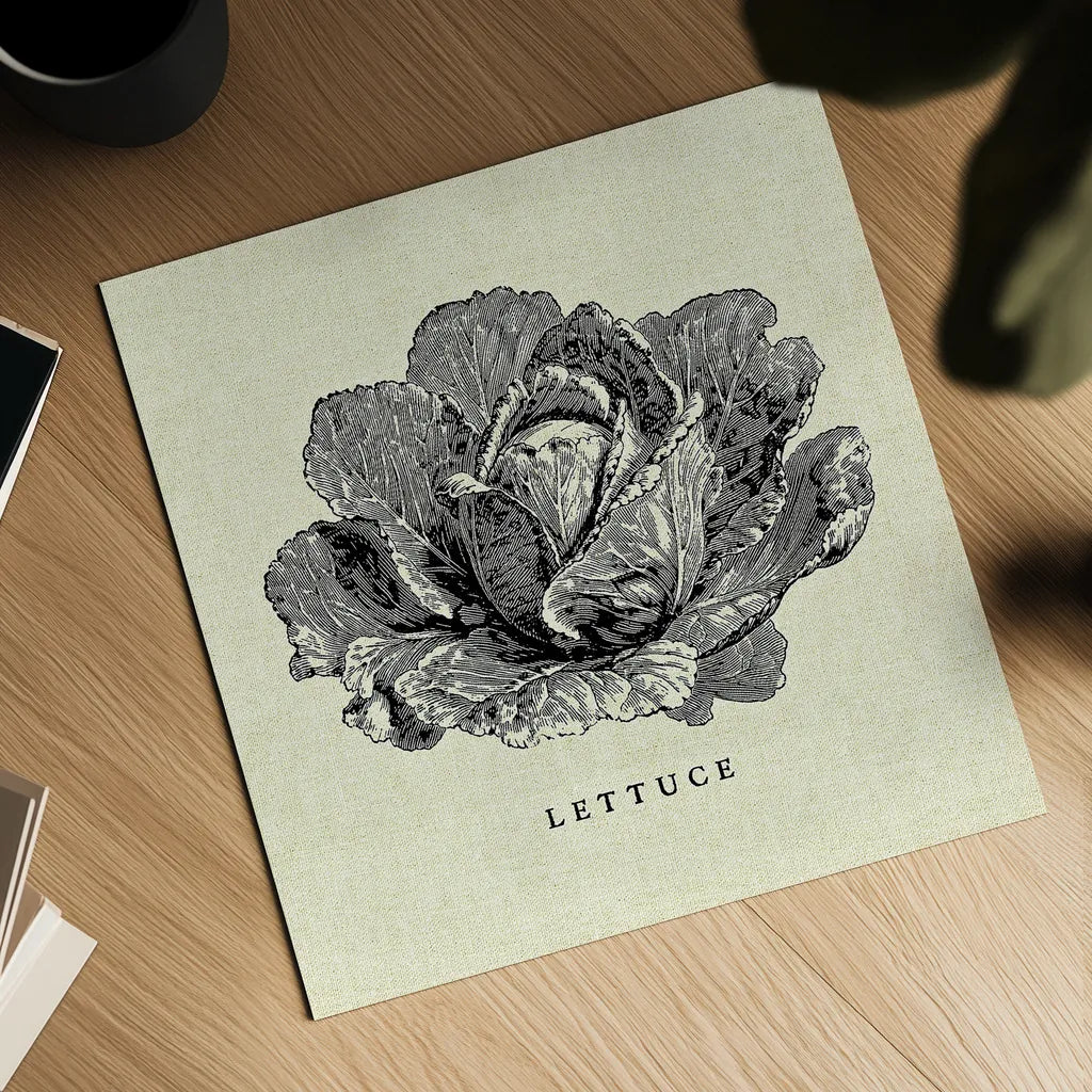 Linen Vegetable BW Sketch Lettuce by Studio Mousseau. Shown as a detailed flat fine art print, highlighting archival giclee quality. Available as an archival giclee rolled canvas, fine art paper, or poster print. SKU 30527a.