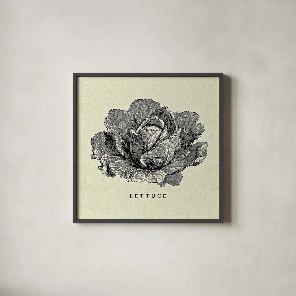 Linen Vegetable BW Sketch Lettuce by Studio Mousseau. Shown in a sleek black glass frame for a contemporary gallery look. Available as an archival giclee rolled canvas, fine art paper, or poster print. SKU 30527a.