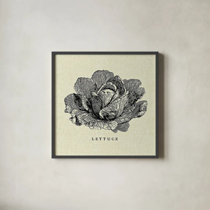 Linen Vegetable BW Sketch Lettuce by Studio Mousseau. Shown in a sleek black glass frame for a contemporary gallery look. Available as an archival giclee rolled canvas, fine art paper, or poster print. SKU 30527a.