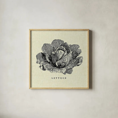 Linen Vegetable BW Sketch Lettuce by Studio Mousseau. Shown in a natural wood glass frame for a timeless modern aesthetic. Available as an archival giclee rolled canvas, fine art paper, or poster print. SKU 30527a.