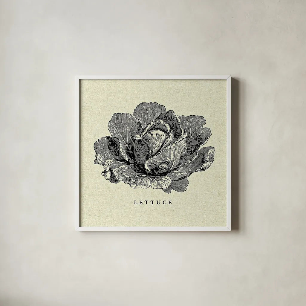 Linen Vegetable BW Sketch Lettuce by Studio Mousseau. Shown in a crisp white glass frame for a clean and minimalist style. Available as an archival giclee rolled canvas, fine art paper, or poster print. SKU 30527a.