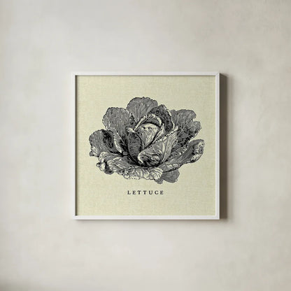 Linen Vegetable BW Sketch Lettuce by Studio Mousseau. Shown in a crisp white glass frame for a clean and minimalist style. Available as an archival giclee rolled canvas, fine art paper, or poster print. SKU 30527a.