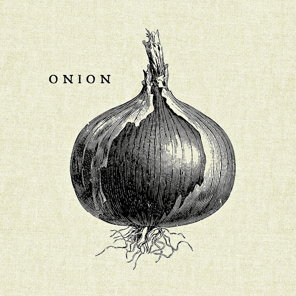 Linen Vegetable BW Sketch Onion by Studio Mousseau. SKU 30528a. Archival Giclee Fine art print for wall decor.