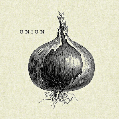 Linen Vegetable BW Sketch Onion by Studio Mousseau. SKU 30528a. Archival Giclee Fine art print for wall decor.