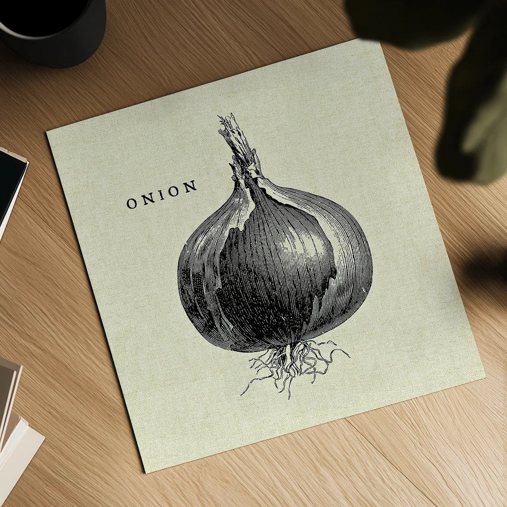 Linen Vegetable BW Sketch Onion by Studio Mousseau. Shown as a detailed flat fine art print, highlighting archival giclee quality. Available as an archival giclee rolled canvas, fine art paper, or poster print. SKU 30528a.