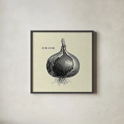 Linen Vegetable BW Sketch Onion by Studio Mousseau. Shown in a sleek black glass frame for a contemporary gallery look. Available as an archival giclee rolled canvas, fine art paper, or poster print. SKU 30528a.