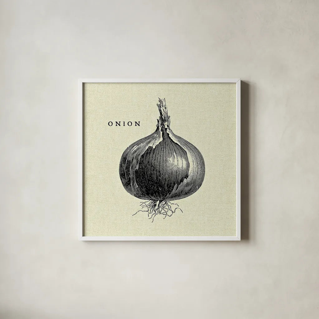 Linen Vegetable BW Sketch Onion by Studio Mousseau. Shown in a crisp white glass frame for a clean and minimalist style. Available as an archival giclee rolled canvas, fine art paper, or poster print. SKU 30528a.