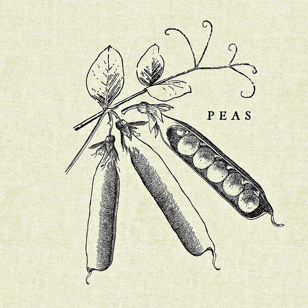 Linen Vegetable BW Sketch Peas by Studio Mousseau. SKU 30529a. Archival Giclee Fine art print for wall decor.
