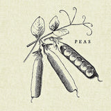 Linen Vegetable BW Sketch Peas by Studio Mousseau. SKU 30529a. Archival Giclee Fine art print for wall decor.