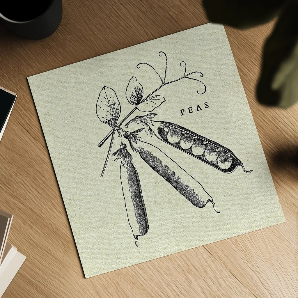Linen Vegetable BW Sketch Peas by Studio Mousseau. Shown as a detailed flat fine art print, highlighting archival giclee quality. Available as an archival giclee rolled canvas, fine art paper, or poster print. SKU 30529a.