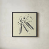 Linen Vegetable BW Sketch Peas by Studio Mousseau. Shown in a sleek black glass frame for a contemporary gallery look. Available as an archival giclee rolled canvas, fine art paper, or poster print. SKU 30529a.