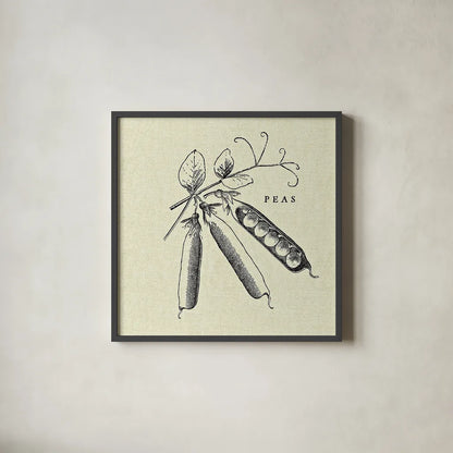 Linen Vegetable BW Sketch Peas by Studio Mousseau. Shown in a sleek black glass frame for a contemporary gallery look. Available as an archival giclee rolled canvas, fine art paper, or poster print. SKU 30529a.