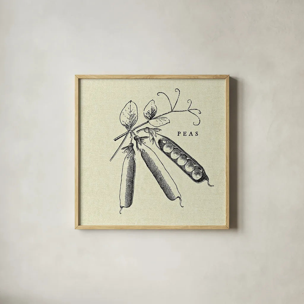 Linen Vegetable BW Sketch Peas by Studio Mousseau. Shown in a natural wood glass frame for a timeless modern aesthetic. Available as an archival giclee rolled canvas, fine art paper, or poster print. SKU 30529a.