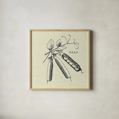 Linen Vegetable BW Sketch Peas by Studio Mousseau. Shown in a natural wood glass frame for a timeless modern aesthetic. Available as an archival giclee rolled canvas, fine art paper, or poster print. SKU 30529a.