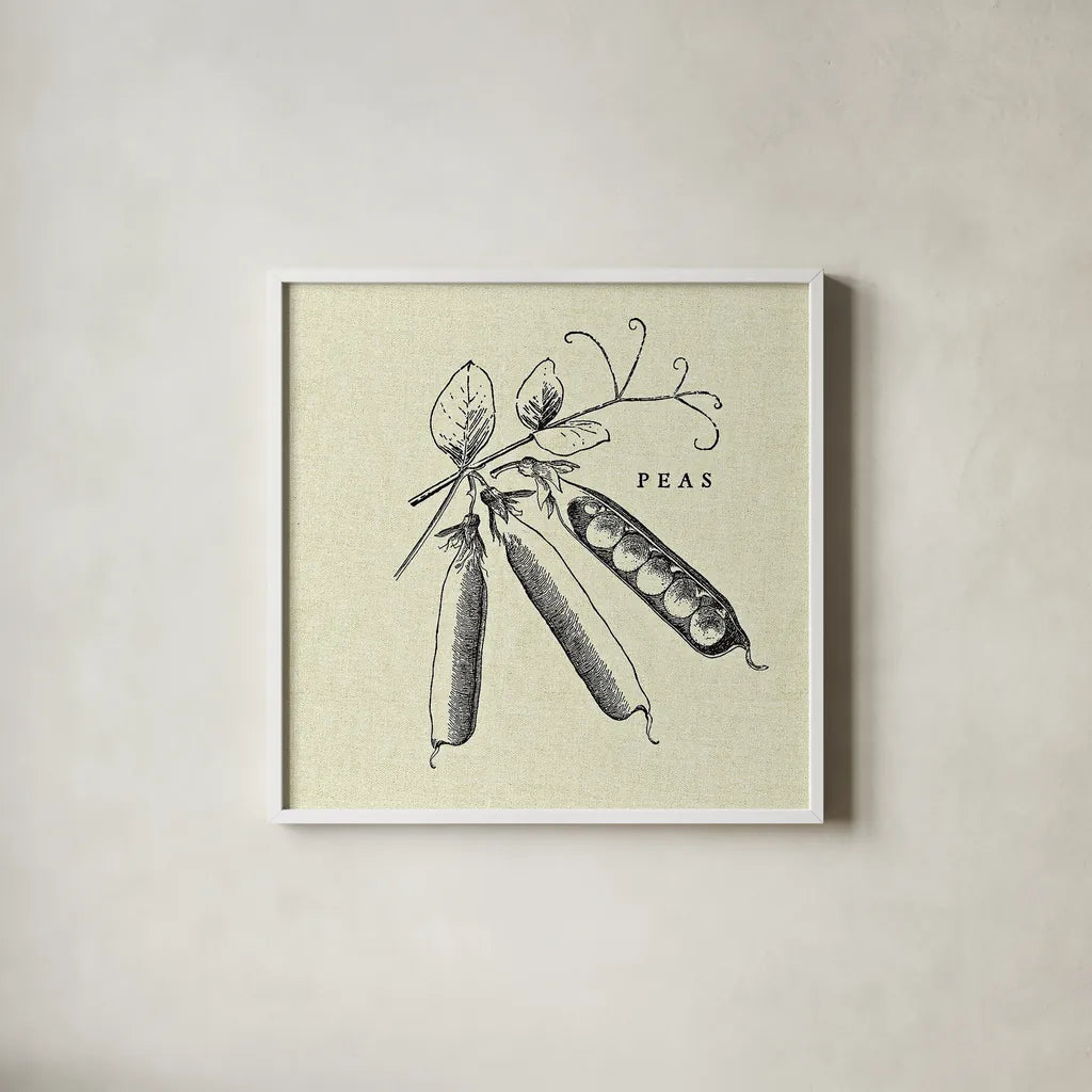 Linen Vegetable BW Sketch Peas by Studio Mousseau. Shown in a crisp white glass frame for a clean and minimalist style. Available as an archival giclee rolled canvas, fine art paper, or poster print. SKU 30529a.
