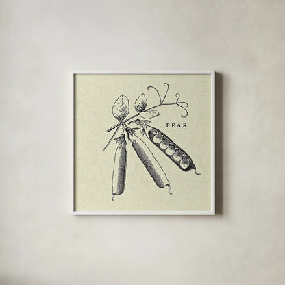 Linen Vegetable BW Sketch Peas by Studio Mousseau. Shown in a crisp white glass frame for a clean and minimalist style. Available as an archival giclee rolled canvas, fine art paper, or poster print. SKU 30529a.