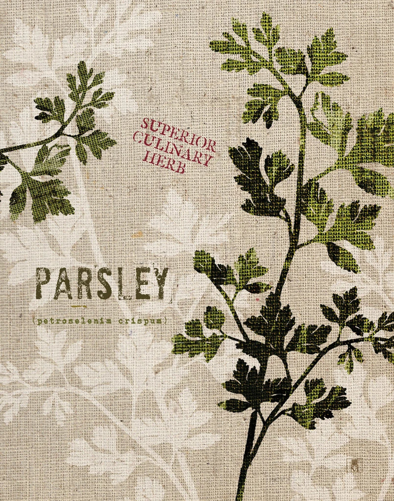 Organic Parsley - Superior Culinary Herb by Studio Mousseau