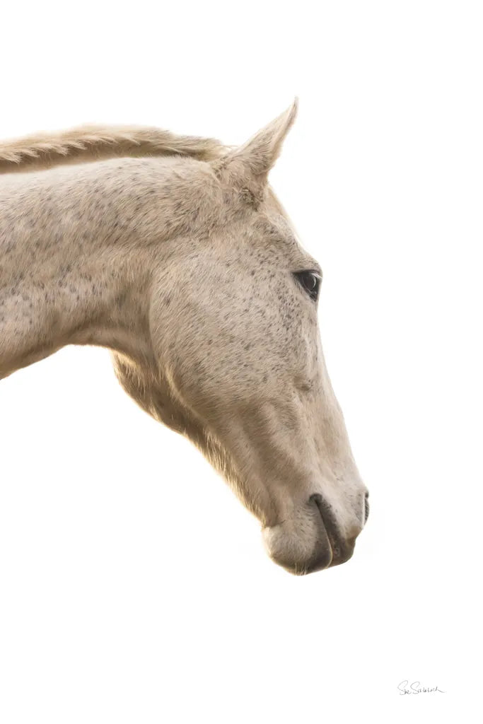A Horse Named Lady I by Sue Schlabach. SKU 72125h. Archival Giclee Fine art print for wall decor.