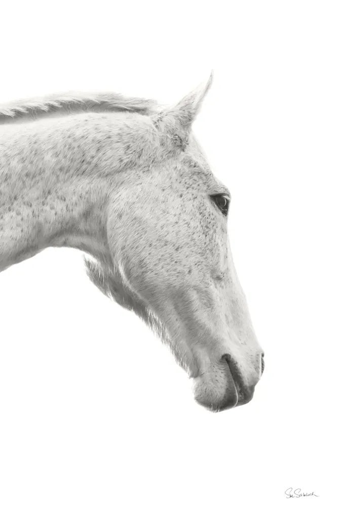 A Horse Named Lady I BW by Sue Schlabach. SKU 72127h. Archival Giclee Fine art print for wall decor.