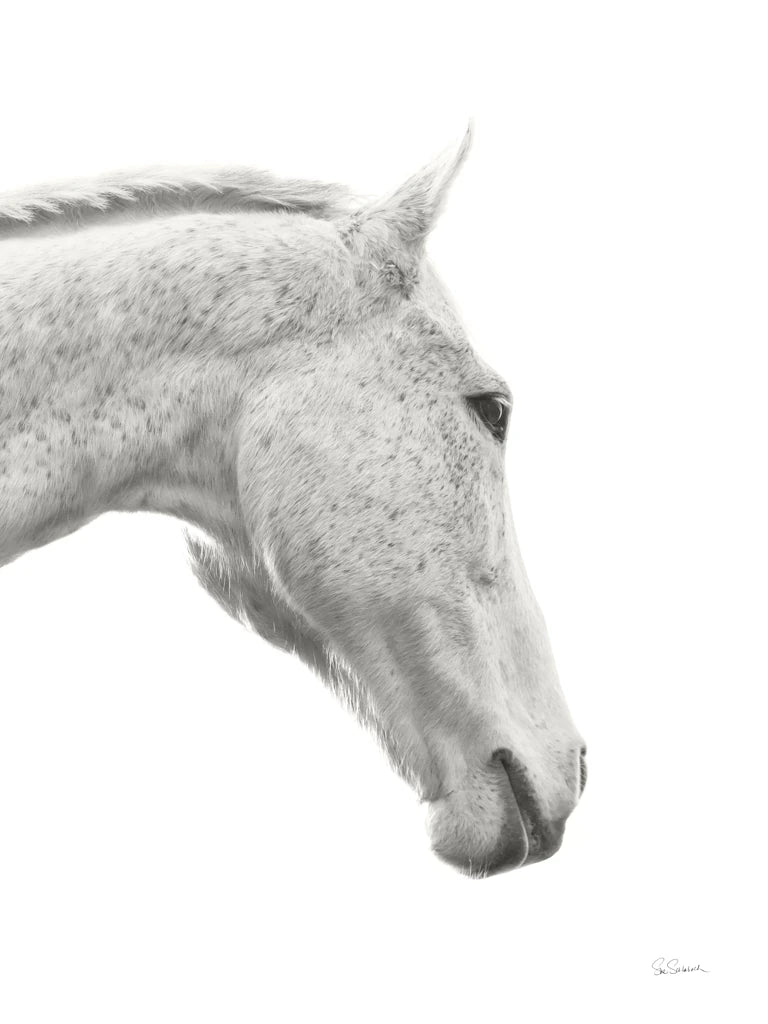 A Horse Named Lady I BW Crop by Sue Schlabach