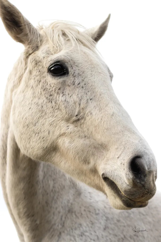 A Horse Named Lady II by Sue Schlabach. SKU 72126h. Archival Giclee Fine art print for wall decor.