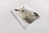 A Horse Named Lady II by Sue Schlabach. shown as a rolled paper print. Available as archival giclee rolled canvas, fine art paper, or poster print. SKU 72126h.