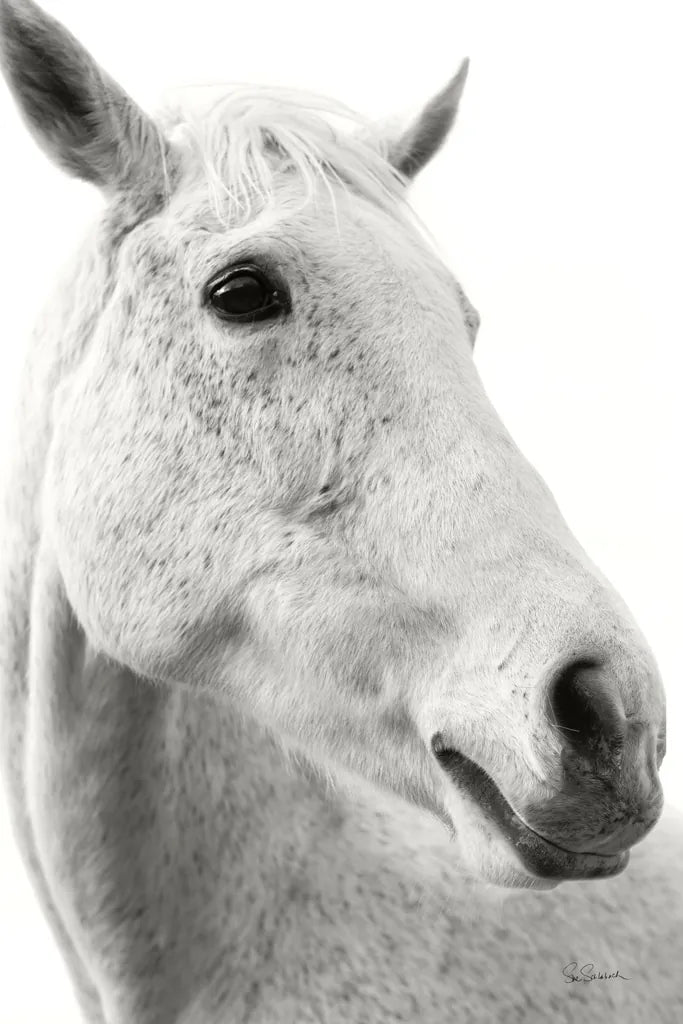 A Horse Named Lady II BW by Sue Schlabach. SKU 72128h. Archival Giclee Fine art print for wall decor.