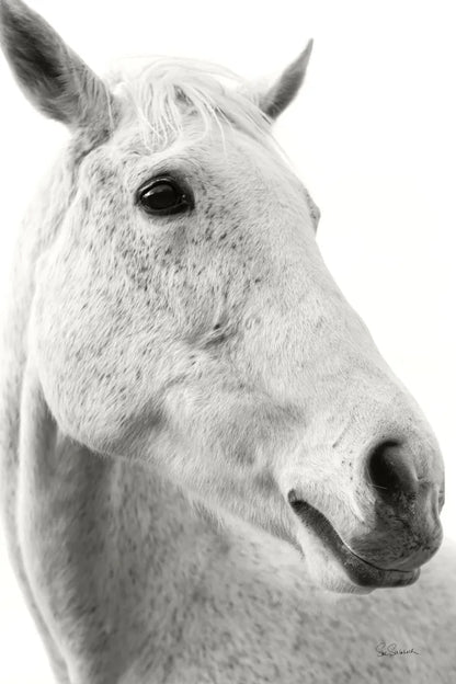 A Horse Named Lady II BW by Sue Schlabach. SKU 72128h. Archival Giclee Fine art print for wall decor.