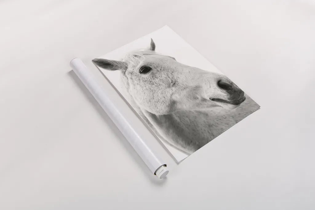 A Horse Named Lady II BW by Sue Schlabach. shown as a rolled paper print. Available as archival giclee rolled canvas, fine art paper, or poster print. SKU 72128h.