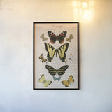 American Butterflies I by Sue Schlabach. shown as a paper print in a black flame. Available as a archival giclee rolled canvas, fine art paper, or poster print. SKU 68218h.