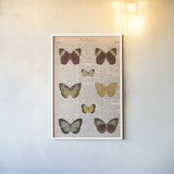 American Butterflies II by Sue Schlabach. shown as a paper print in a white frame. Available as a archival giclee rolled canvas, fine art paper, or poster print. SKU 68219h.