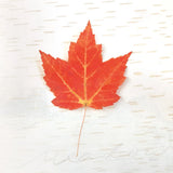 Autumn Colors I by Sue Schlabach. SKU 29345a. Archival Giclee Fine art print for wall decor.