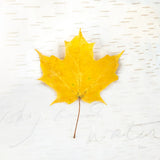 Autumn Colors II by Sue Schlabach. SKU 29346a. Archival Giclee Fine art print for wall decor.