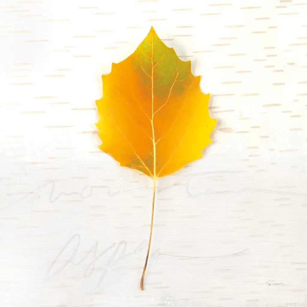 Autumn Colors III by Sue Schlabach. SKU 29347a. Archival Giclee Fine art print for wall decor.