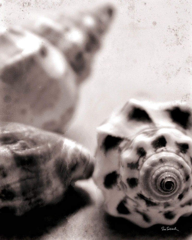 Beach Dreams Shells no Border by Sue Schlabach
