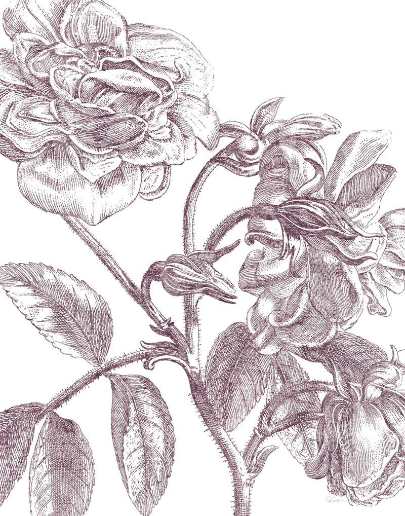 Belle Fleur I Plum Crop by Sue Schlabach
