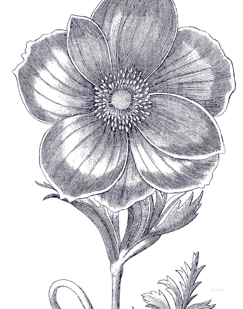Belle Fleur II Light Crop by Sue Schlabach