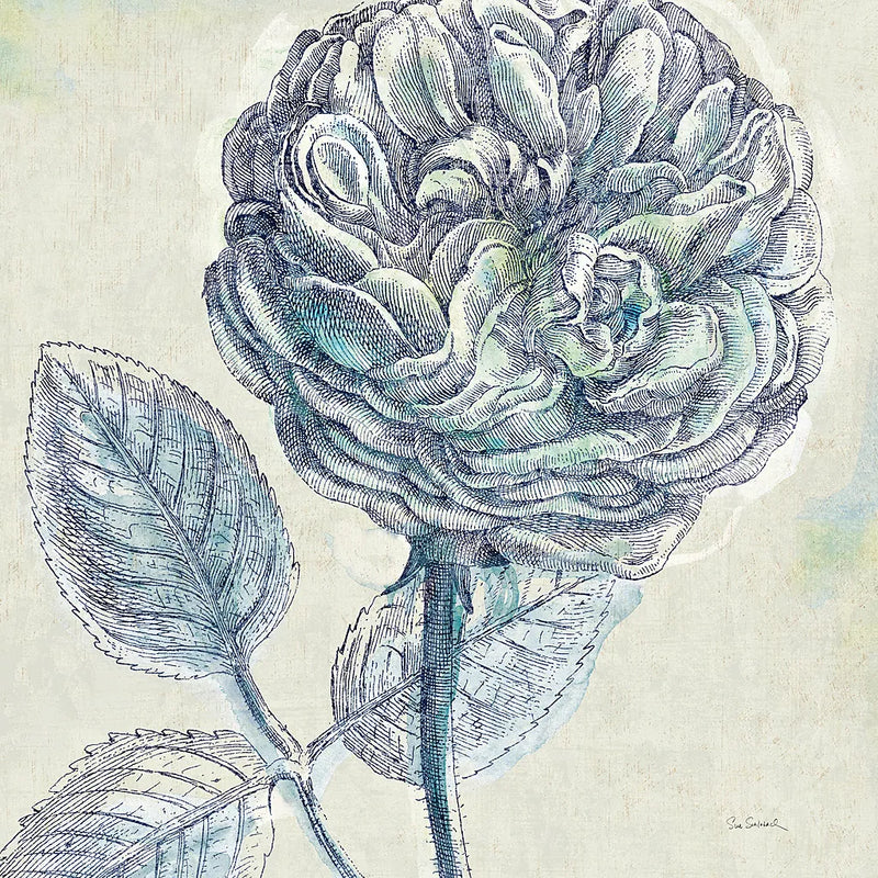 Belle Fleur III by Sue Schlabach. SKU 20085a. Archival Giclee Fine art print for wall decor.