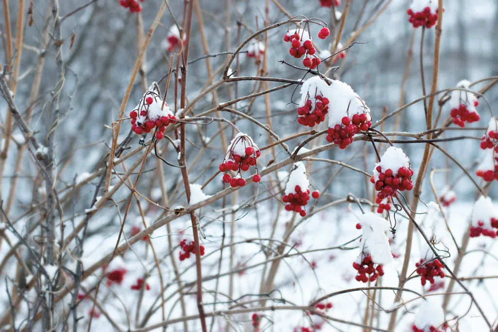 Berries in Winter by Sue Schlabach. SKU 60941i. Archival Giclee Fine art print for wall decor.