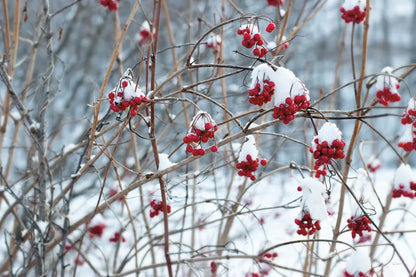 Berries in Winter by Sue Schlabach. SKU 60941i. Archival Giclee Fine art print for wall decor.