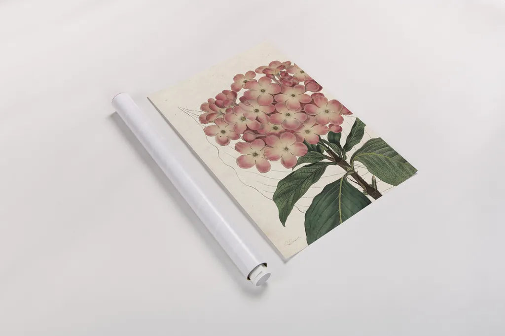 Bicolor Phlox Botany No Words by Sue Schlabach. shown as a rolled paper print. Available as archival giclee rolled canvas, fine art paper, or poster print. SKU 44803h.