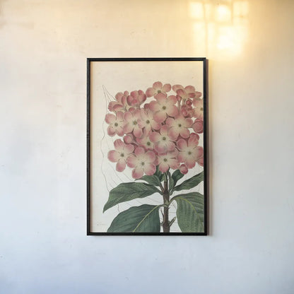 Bicolor Phlox Botany No Words by Sue Schlabach. shown as a paper print in a black flame. Available as a archival giclee rolled canvas, fine art paper, or poster print. SKU 44803h.