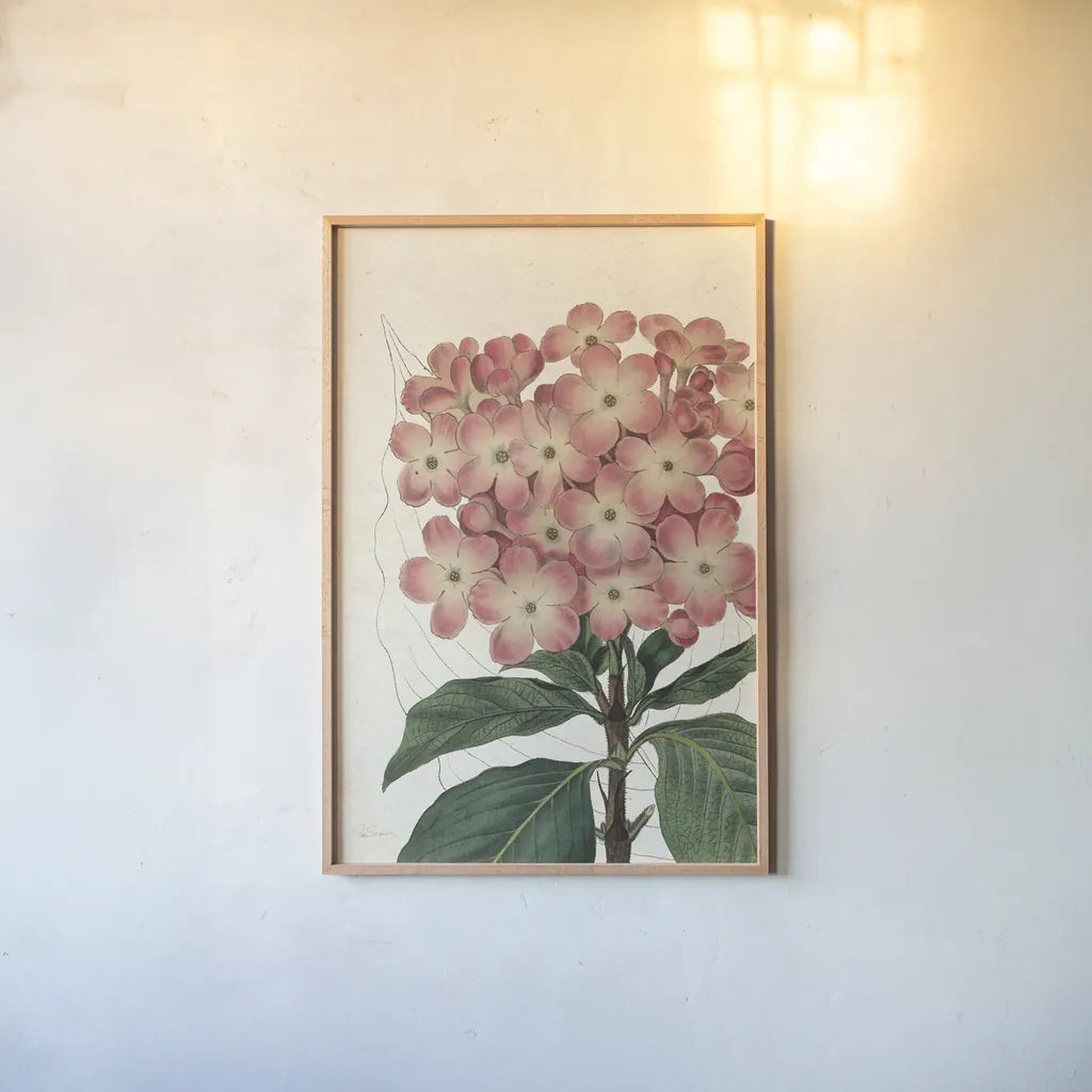 Bicolor Phlox Botany No Words by Sue Schlabach. shown as a paper print in a natural frame. Available as a archival giclee rolled canvas, fine art paper, or poster print. SKU 44803h.